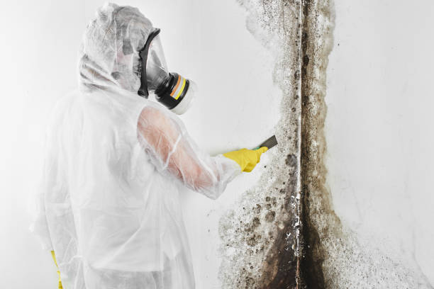 Best Commercial Mold Remediation in Sundance, WY
