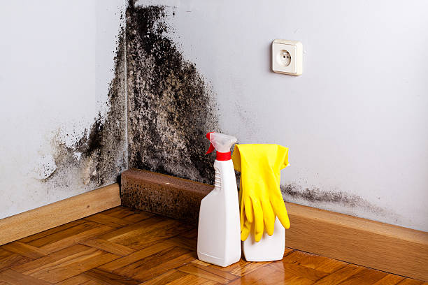 Best Localized Mold Remediation (e.g., coastal areas, humid climates) in Sundance, WY